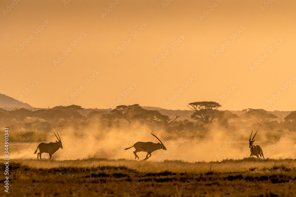 The chase... This image of Oryx chase is taken at Amboseli in Kenya , Africa.