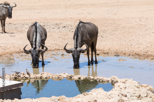 Blue Wildebeest  Connochaetes taurinus  drinking at waterhole  Kgalagadi Transfrontier Park