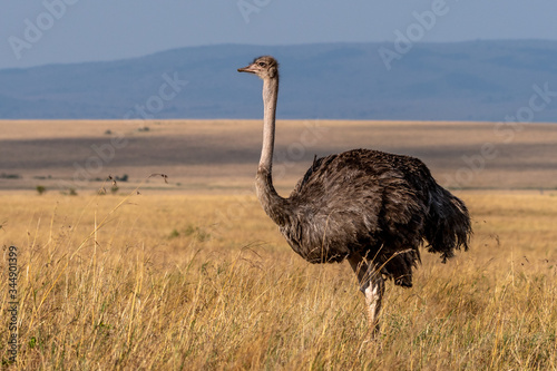 This image of Ostrich is taken at Masai Mara in Kenya , Africa.