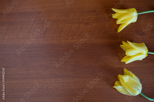 Blossomed yellow tulips on wooden background. Copy space