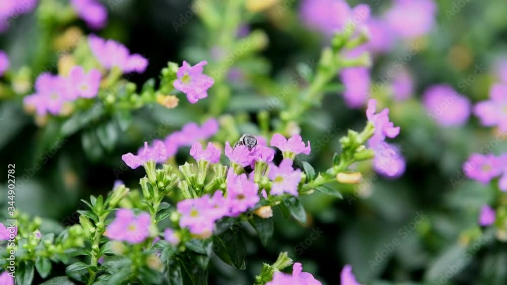 Bee consuming nectar from flowers in the garden Bee consuming nectar from flowers in the garden