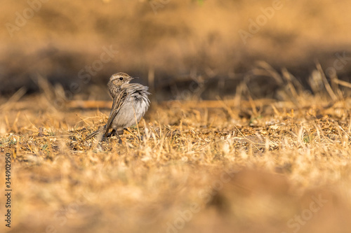 Stoliczka Bushchat!!! photo