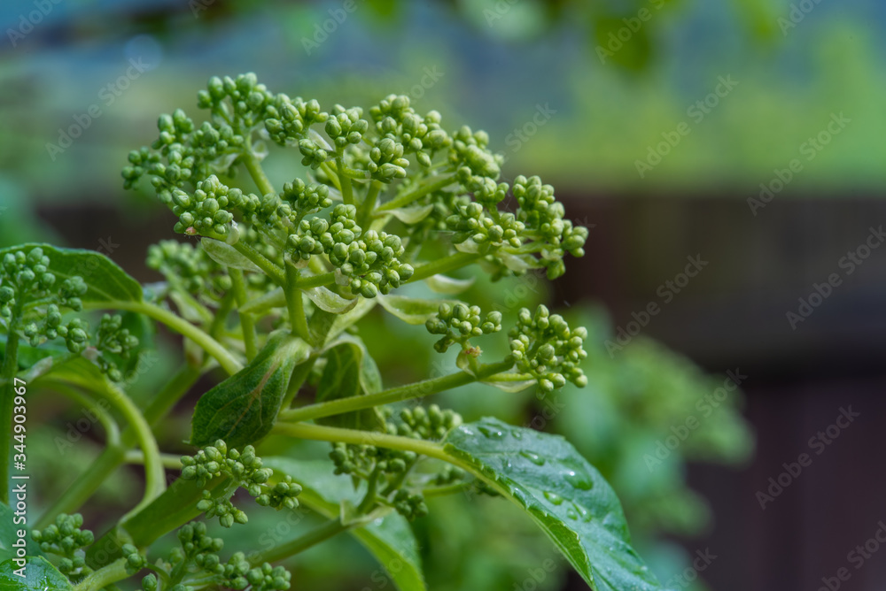 Climbing hydrangea bloom buds close-up Climbing hydrangea bloom buds close-up