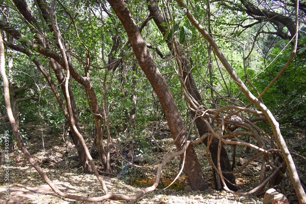 African forest, green path without human presence, full of plants, trees, flowers and red petals on the ground African forest, green path without human presence, full of plants, trees, flowers and red petals on the ground