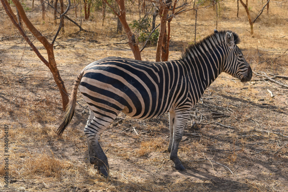 Obraz premium Little African zebra, living peacefully in its natural habitat
