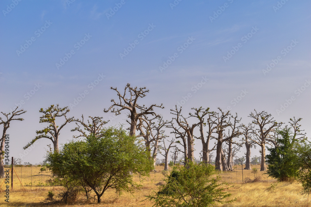 Senegal, Africa, Relaxing landscape during sunset, typical African baobab