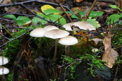  Mushrooms in the autumn forest © moniadk