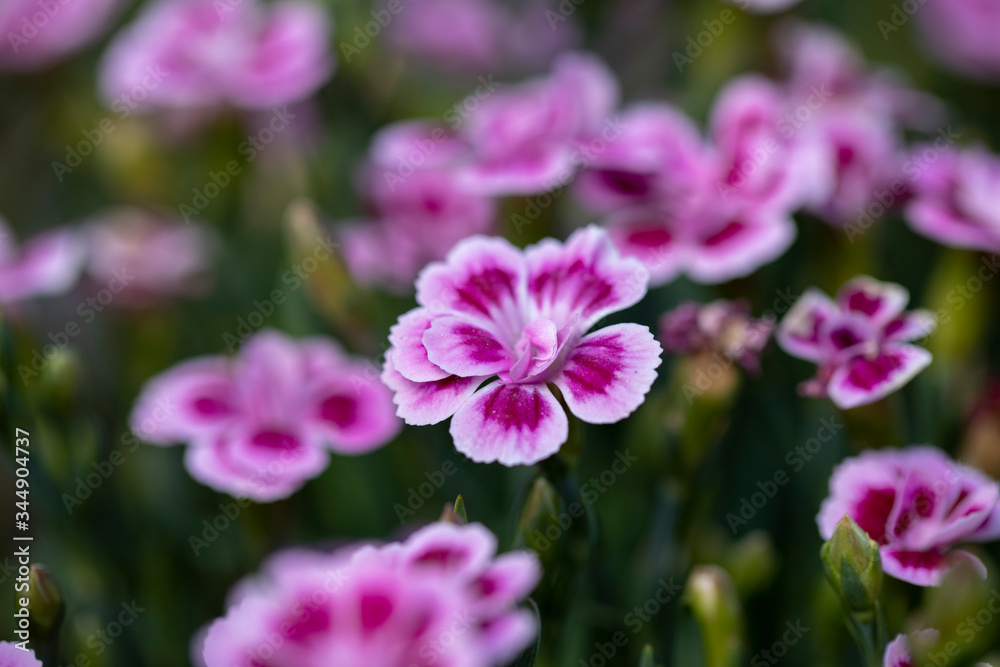 
Dianthus chinensis. Chinese carnation on a blurred background