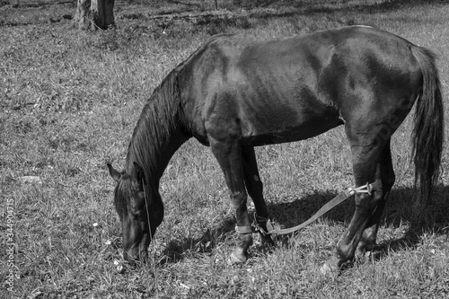 A horse grazes and eats grass