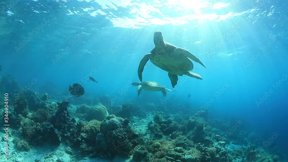 Sea turtles in natural habitat