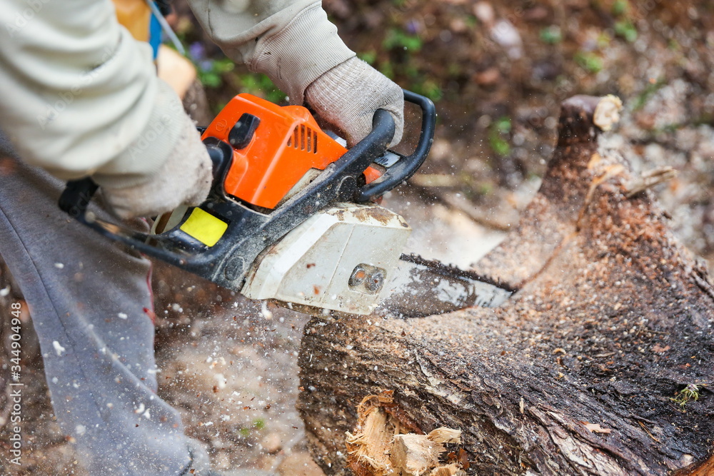 lumberjack sawing a tree trunk with a chainsaw close up. sawdust fly from a chainsaw