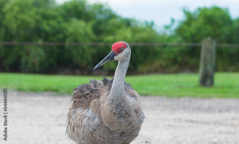 Fototapeta premium Sandhill Crane