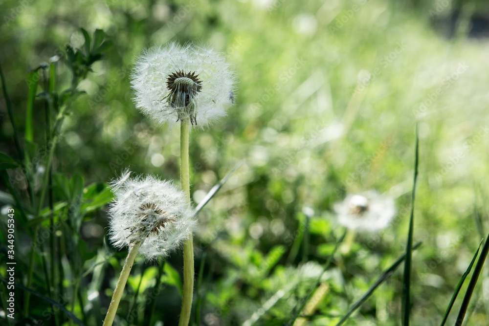 Dandelion on green grass