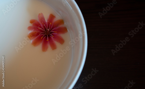 close up shot of a pink flower in a cup of milk, macro photography