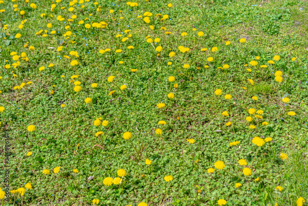Field of Blooming Yellow Dandelions