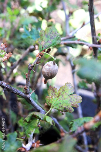 Gooseberry disease. American gooseberry mildew. Leaves infected Oidium. Fruit damaged fungus . Berries are rotting on the bush