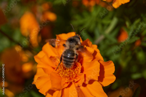 First day of autumn. Bumblebee collects nectar and pollen from the flowers of marigolds. photo