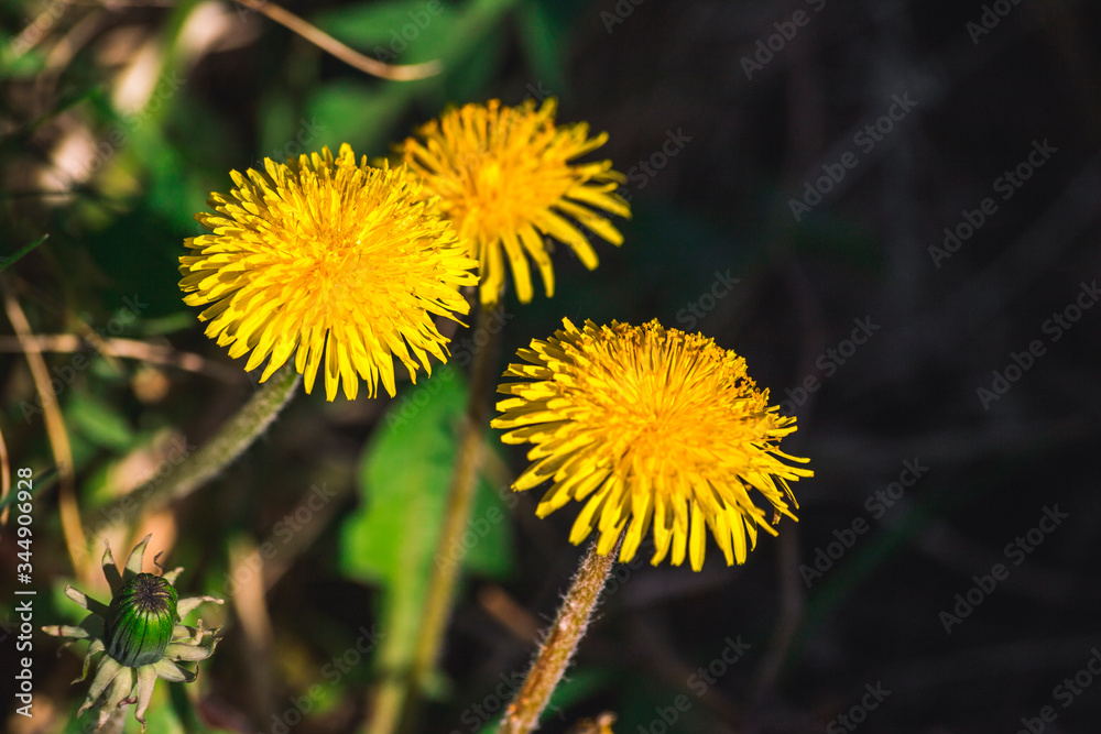 dandelion flower (Taraxacum officinale) in nature dandelion flower (Taraxacum officinale) in nature