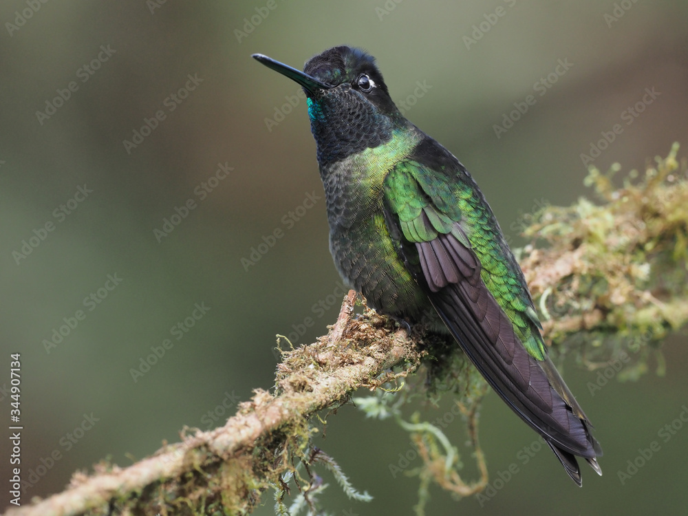 Fototapeta premium Talamanca-Kolibri oder Violettkronbrillantkolibri im Talamanca Gebirge in Costa Rica 