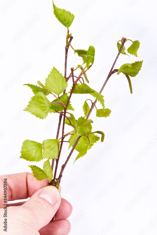 Young branch of birch with tiny catkin and small leaves in early spring isolated on a white background. Young branch of birch with tiny catkin and small leaves in early spring isolated on a white background.