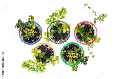 dichondra sprout Olympic rings beautiful shape five