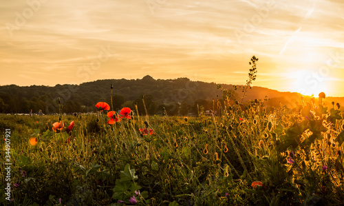 Poppies during sunset in Cracow's Błonia with Kościuszko Mound in background, Poland