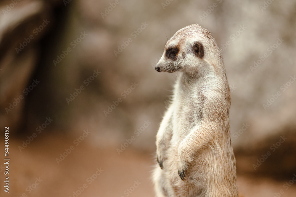 Fototapeta premium Adorable meerkat stands at the post