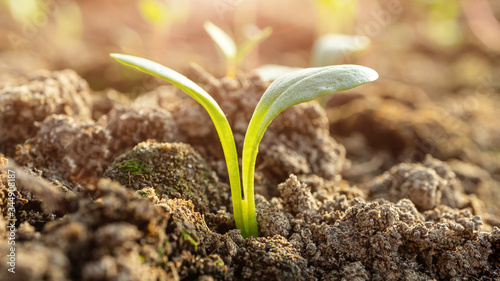 Small sprouts in the ground close-up, macro photo. The concept of gardening, growing vegetables. Banner 16:9