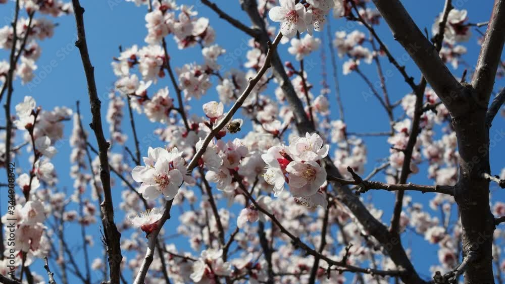 A bee is flying around a cherry flower in spring in a sunny day in 4k A bee is flying around a cherry flower in spring in a sunny day in 4k