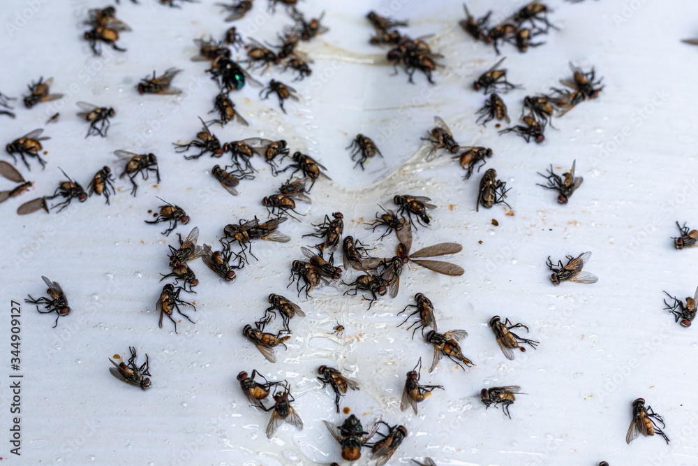 Many flies are stuck on paper with glue to trap the flies.