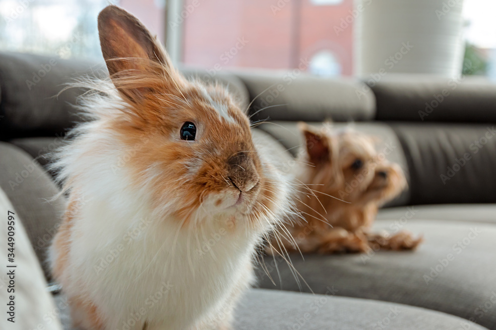 Portrait of a cute pet rabbit on the sofa against the background of a small dog. Relax at home in a relaxed, friendly environment.