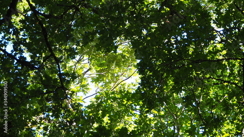 luz solar penetrando entre las hojas verdes de los castaños gallegos, mellid,, la coruña, galicia, españa photo