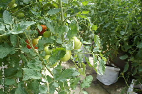 Konstfotografi Planting tomatoes using modern methods