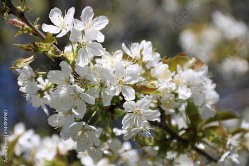 Fototapeta Naklejka Na Ścianę i Meble -  Weiße Blüten am Baum im Frühling