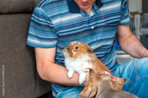 A decorative rabbit sits in the arms of its owner next to the York Terrier. Love and friendship of man and animals.