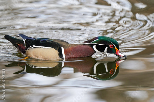 Wood Duck Drake - Sipping Water