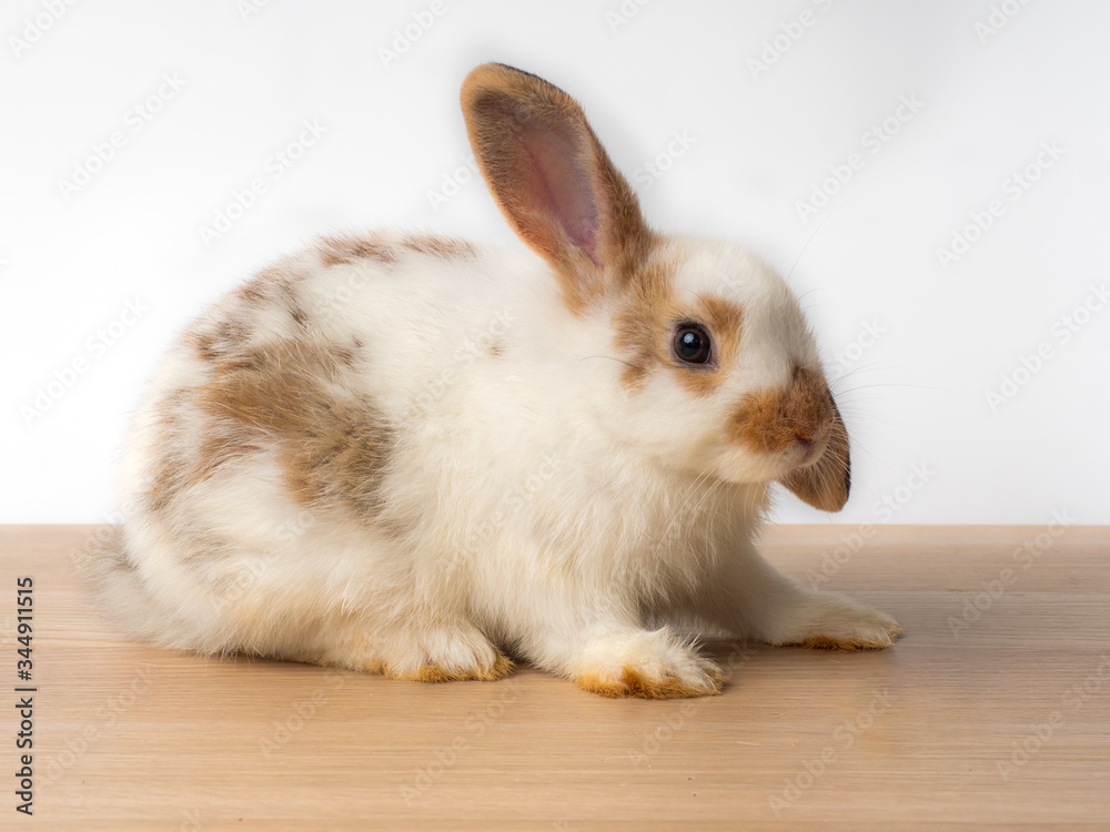 Cute white and brown bunny rabbit sitting on wooden top with background.