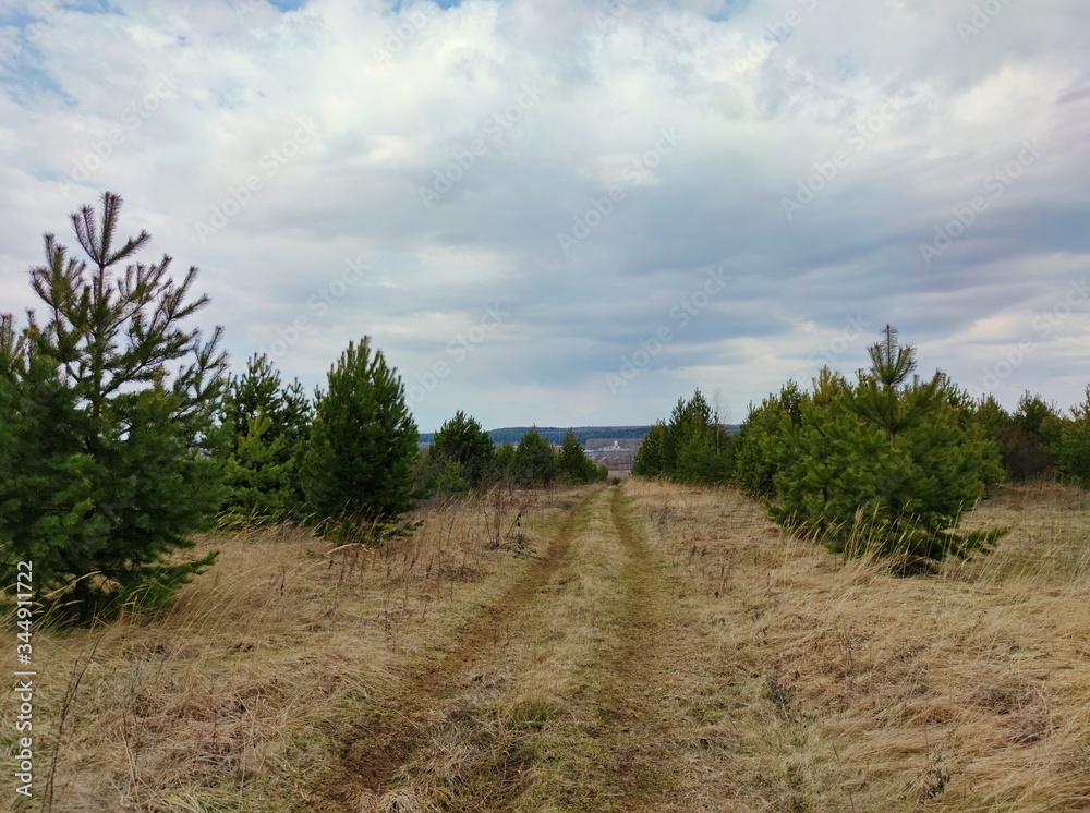 Fototapeta premium the road in the field between young pines goes away towards the village against the blue sky