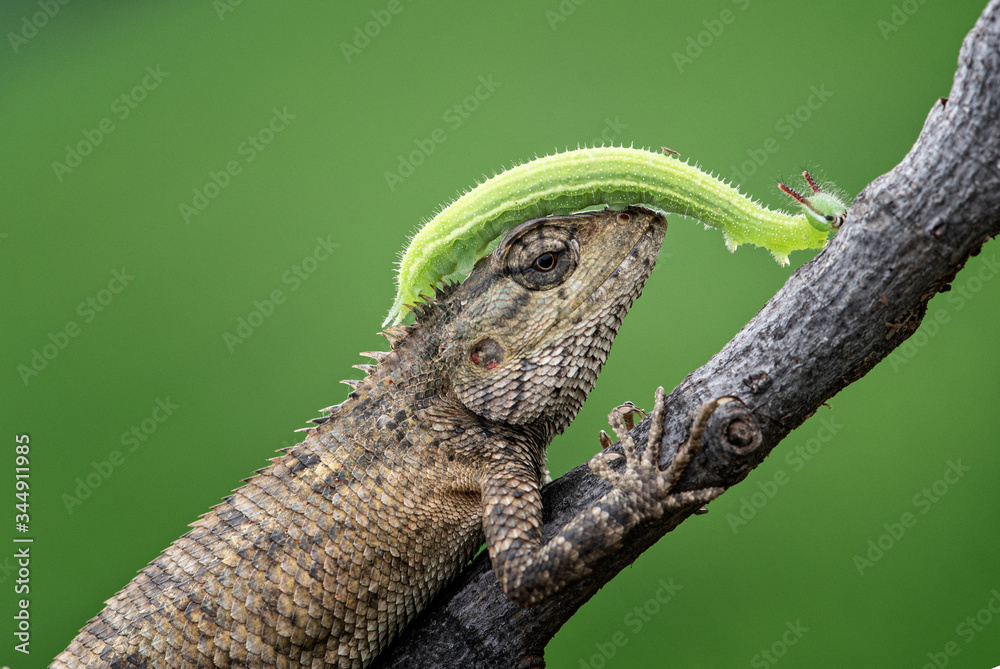 caterpillar leaves on branches and on lizards walk looking for something caterpillar leaves on branches and on lizards walk looking for something