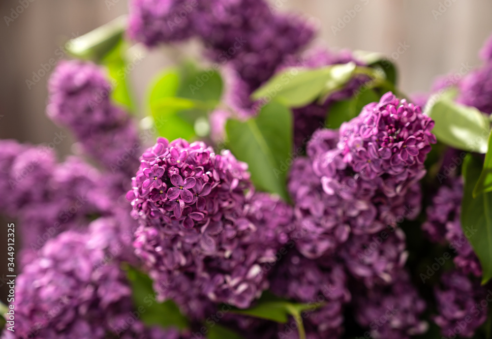 Branch with violet lilac flowers Branch with violet lilac flowers