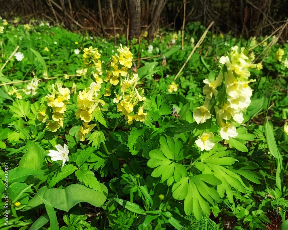 Beautiful white flowers of anemones in spring in a forest close-up in sunlight in nature. Spring forest landscape with flowering primroses. Beautiful white flowers of anemones in spring in a forest close-up in sunlight in nature. Spring forest landscape with flowering primroses.
