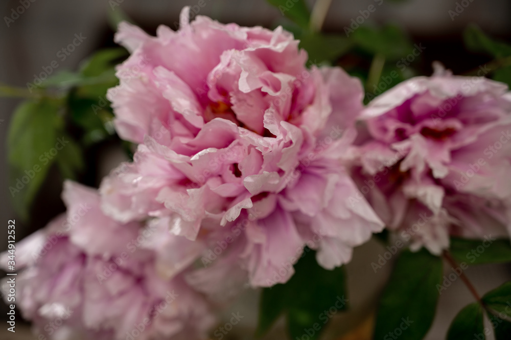 Bouquet of pink peonies