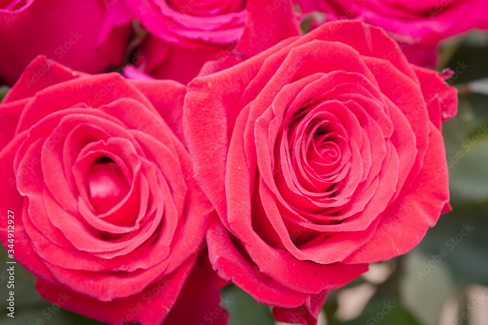 Multi-colored bouquet of red, pink and white roses Multi-colored bouquet of red, pink and white roses