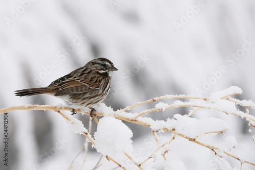 White Crowned Sparrow - Snow