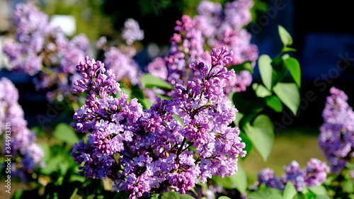  Blooming lilac in a city park Floral background for web design. 