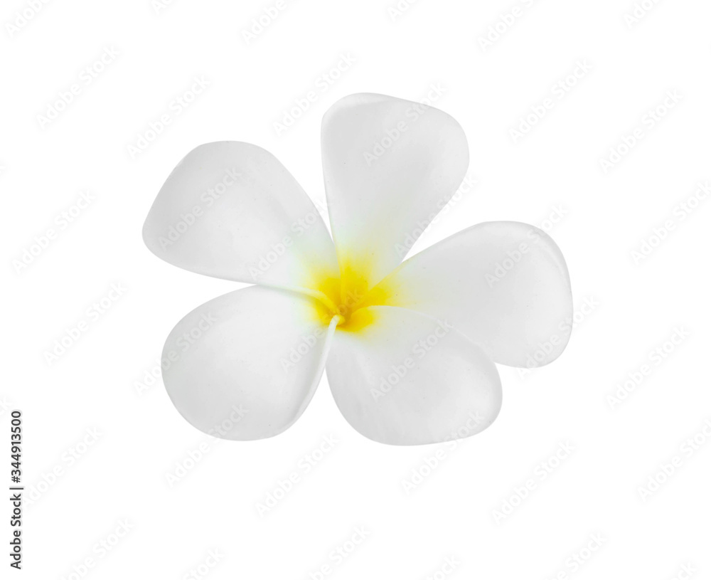 Fototapeta premium Closeup Plumeria white color on white background for spa relax