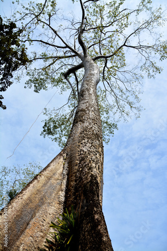 Giant tetrameles nudiflora in Ta Prohm Temple, Cambodia. photo