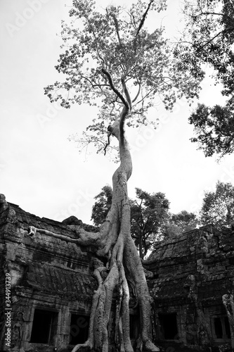Roots of Tetrameles in Ta Prohm temple, Cambodia photo