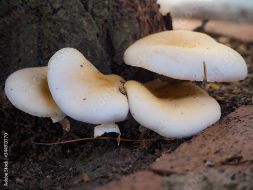 Little white mushrooms