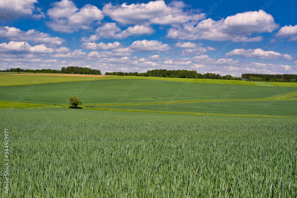 Landschaft mit Getreidefeldern im Frühling